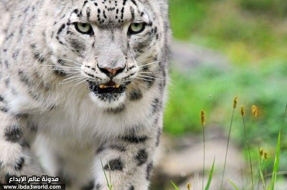 نمر ثلجي Snow leopard متحفز