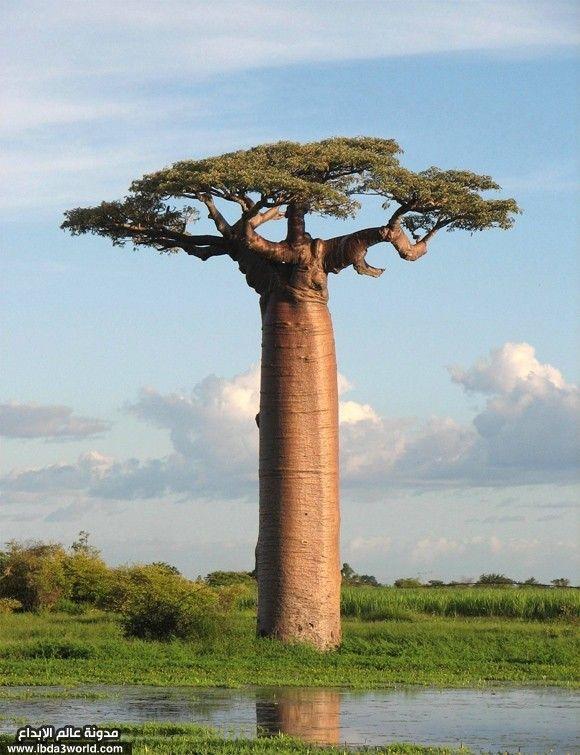 شجرة باوباب Baobab